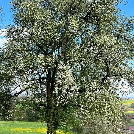 Appartamento Marbachtaele Bortlingen