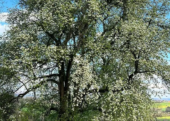 公寓 Marbachtaele Bortlingen